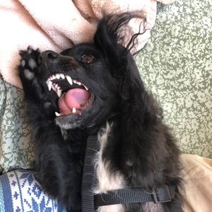 Meet your Posher, Ilara